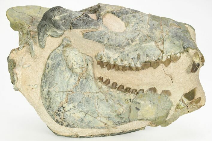 Oreodont (Eporeodon) Skull - South Dakota #217184